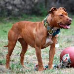 001_American_Pit_Bull_Terrier