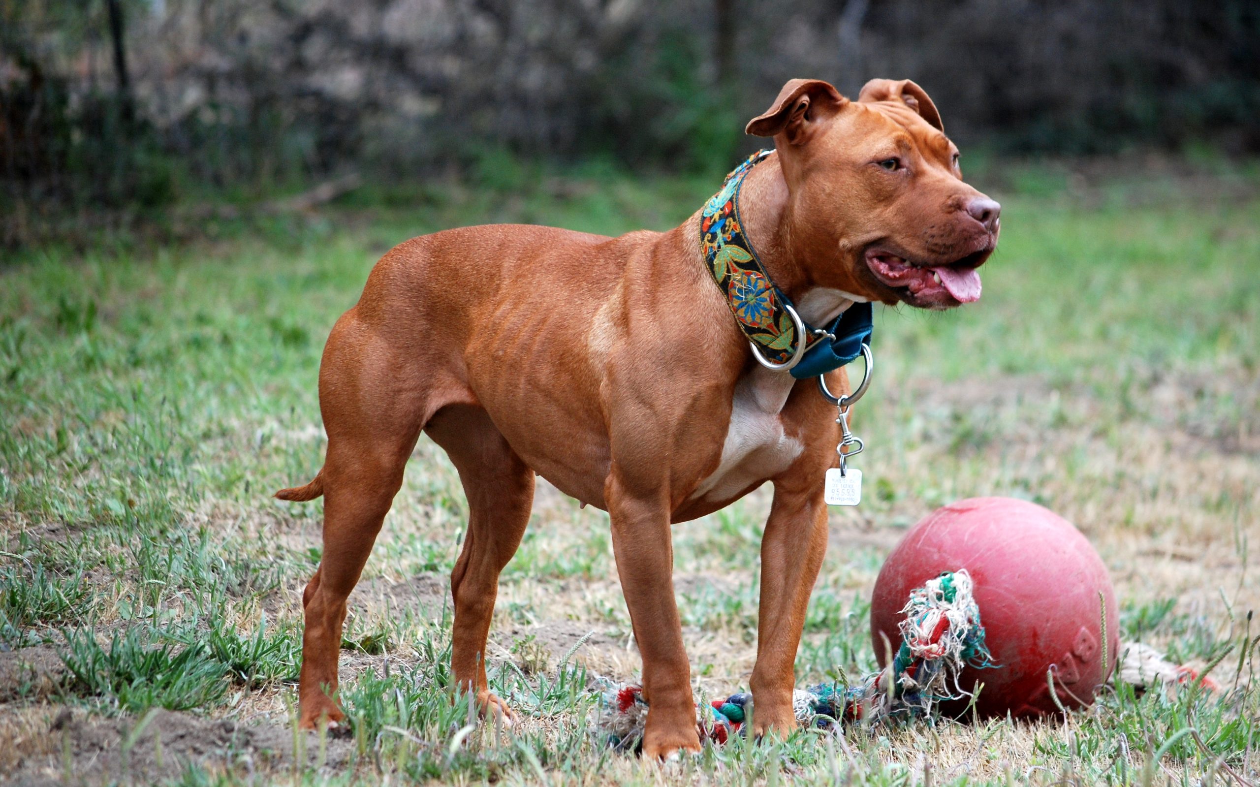 001_American_Pit_Bull_Terrier
