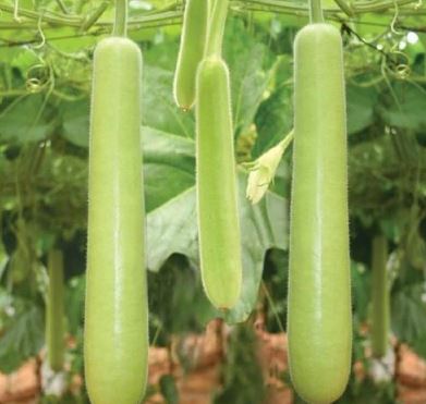 veg