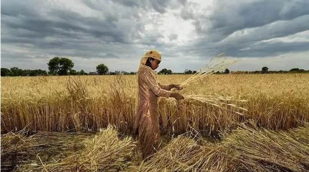 farmer